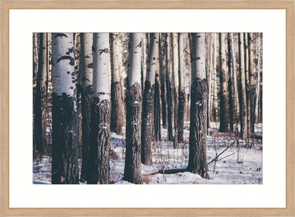 Landscape Photography Wall Art, Into the Woods, Winter Scene Canada Wall Art for office in timber frame