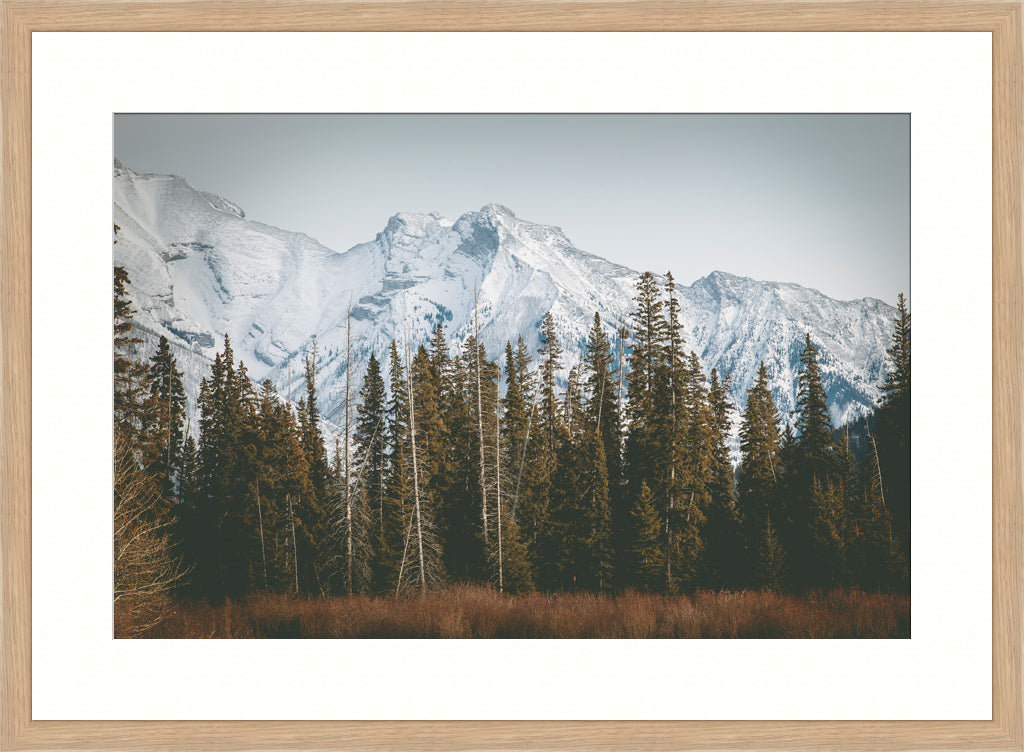 Landscape Photography Wall Art Print, snow capped mountains and pine trees nature photography in a timber frame