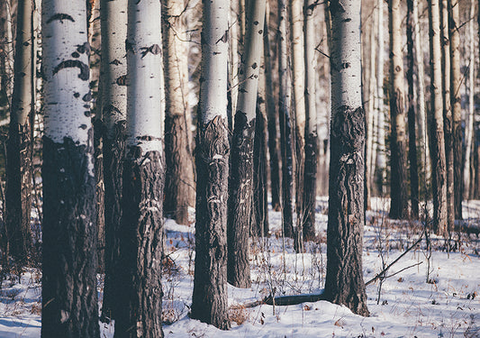 Landscape Photography Wall Art, Into the Woods, Winter Scene Canada Wall Art Print
