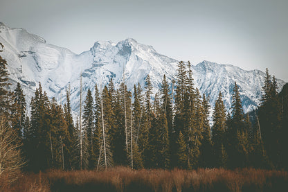 Landscape Photography Wall Art Print, snow capped mountains and pine trees nature photography