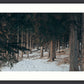 The Invitation Wall Art Nature Photography