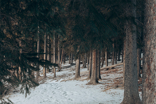 The Invitation Wall Art Nature Photography