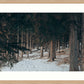 The Invitation Wall Art Nature Photography
