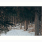 The Invitation Wall Art Nature Photography